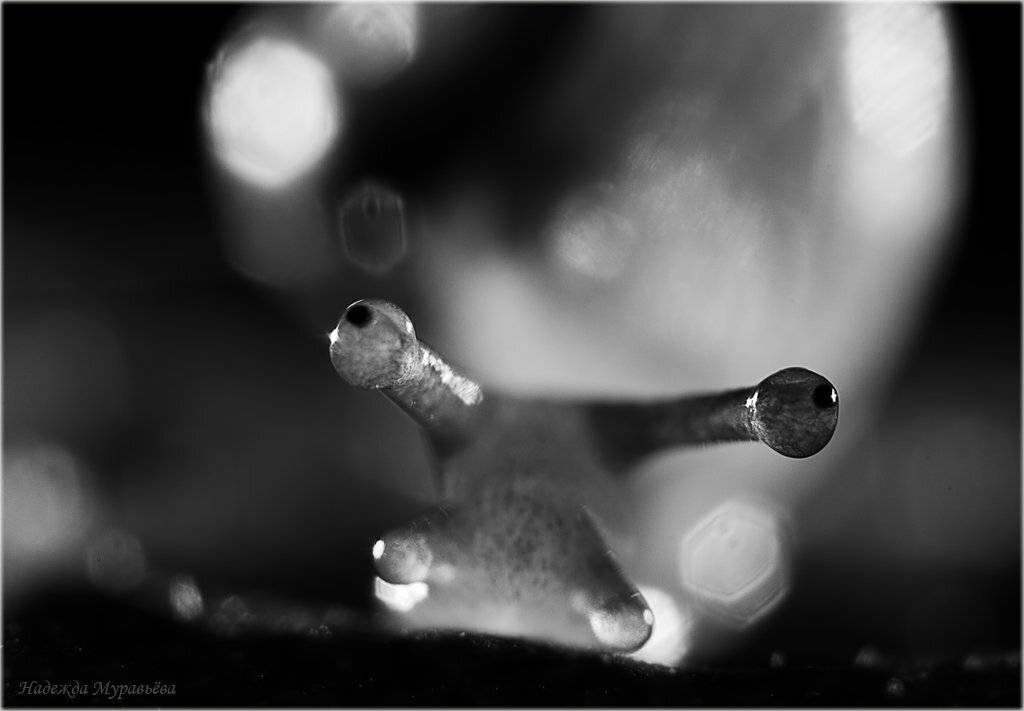 улитка, сон, Надежда Муравьёва