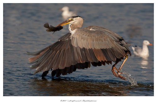 Cерая цапля - Grey Heron