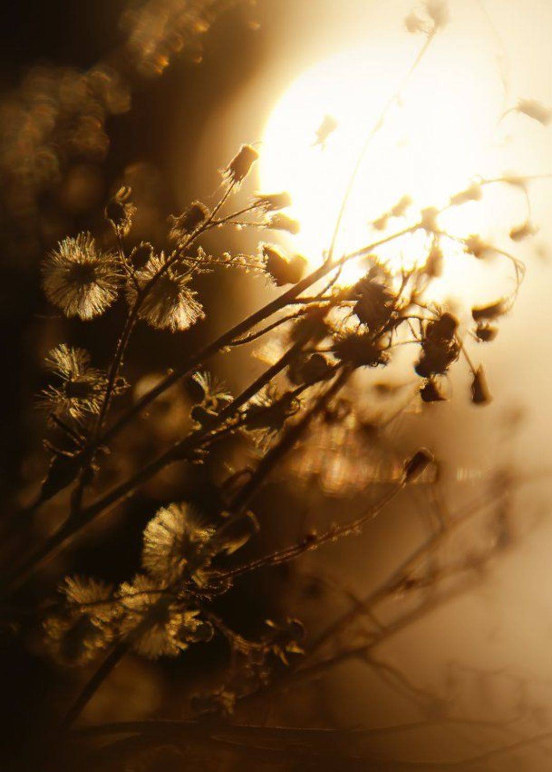 , Лана Тополева