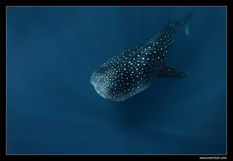 maldives,shark,whale,whale shark,blue,deep,ray,wute point, sea,narchuk Submarine фото превью