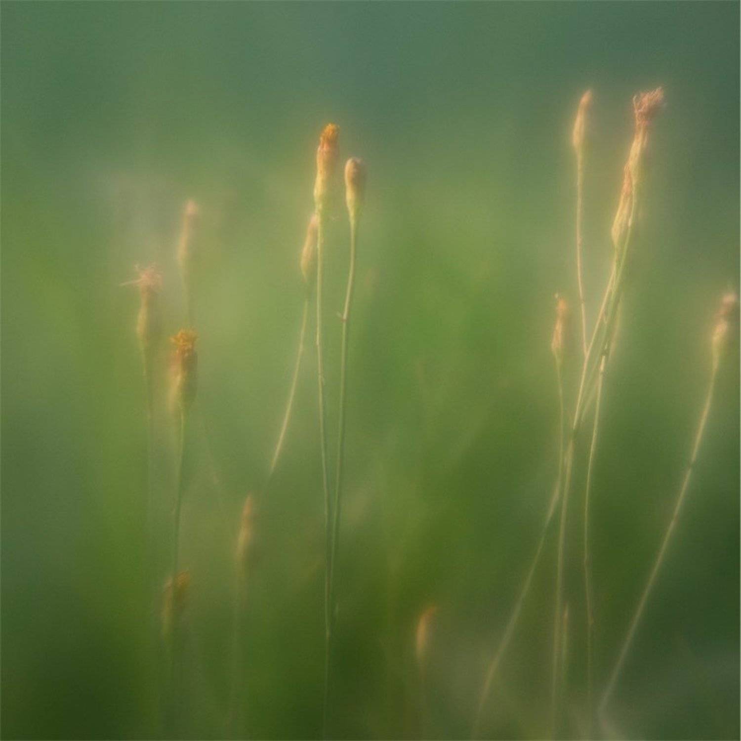 monocle, Володимир Коцюбенко