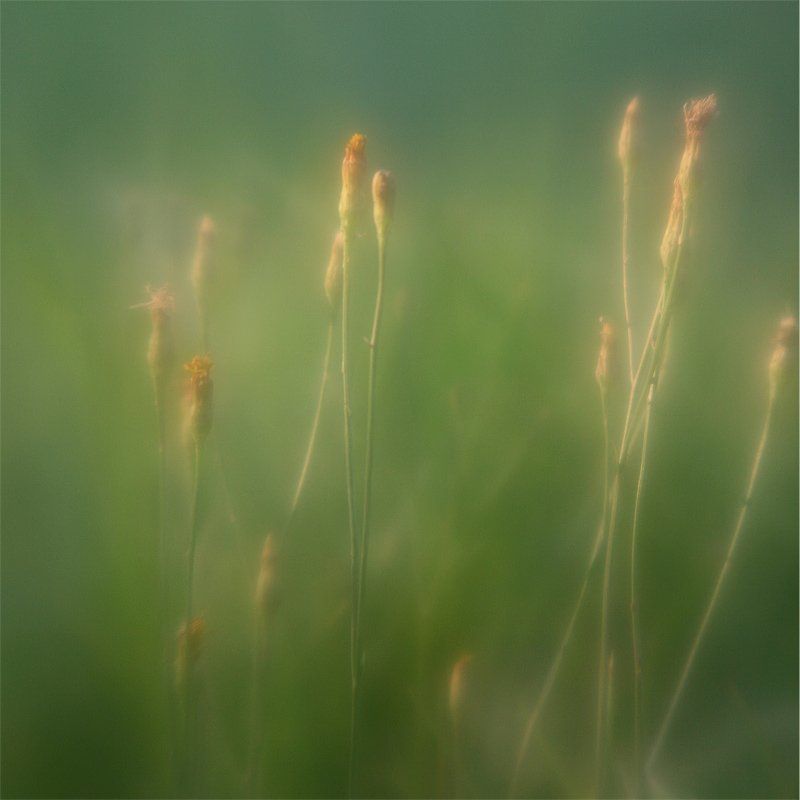 monocle *** фото превью