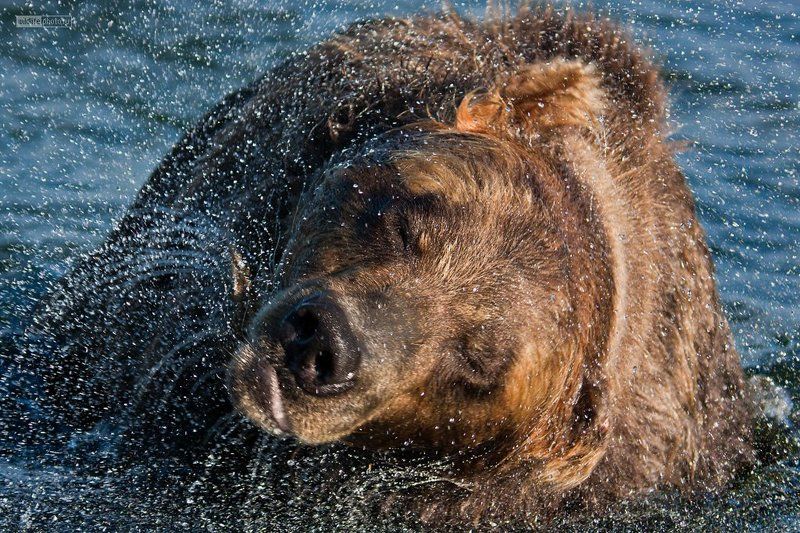 камчатка, бурый медведь Переходим к водным процедурам... фото превью