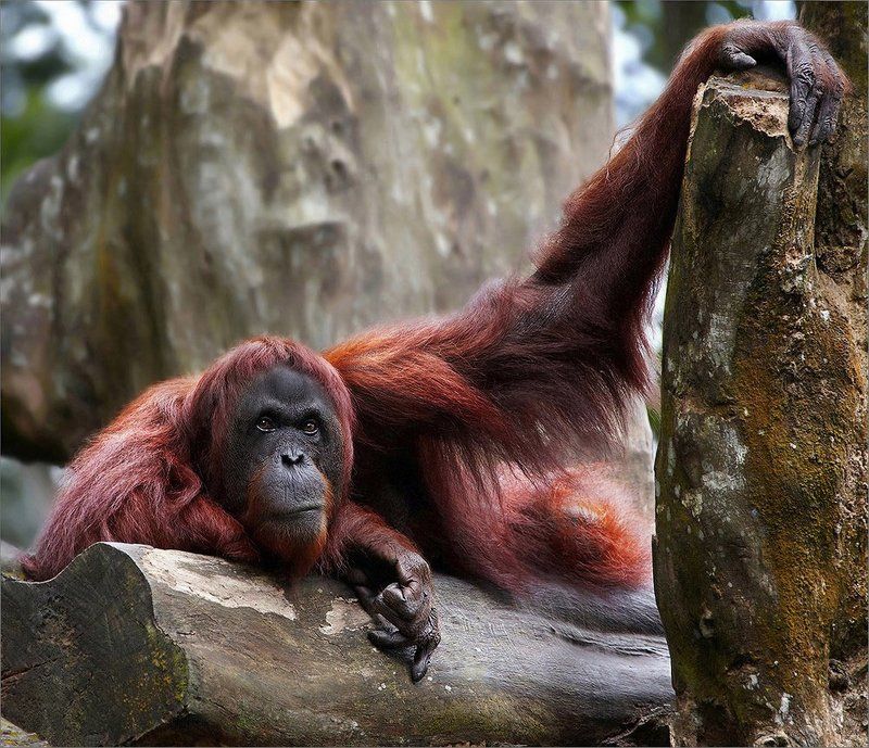 орангутанг, сепилок, борнео С силой в руках. С мыслью в глазах. фото превью