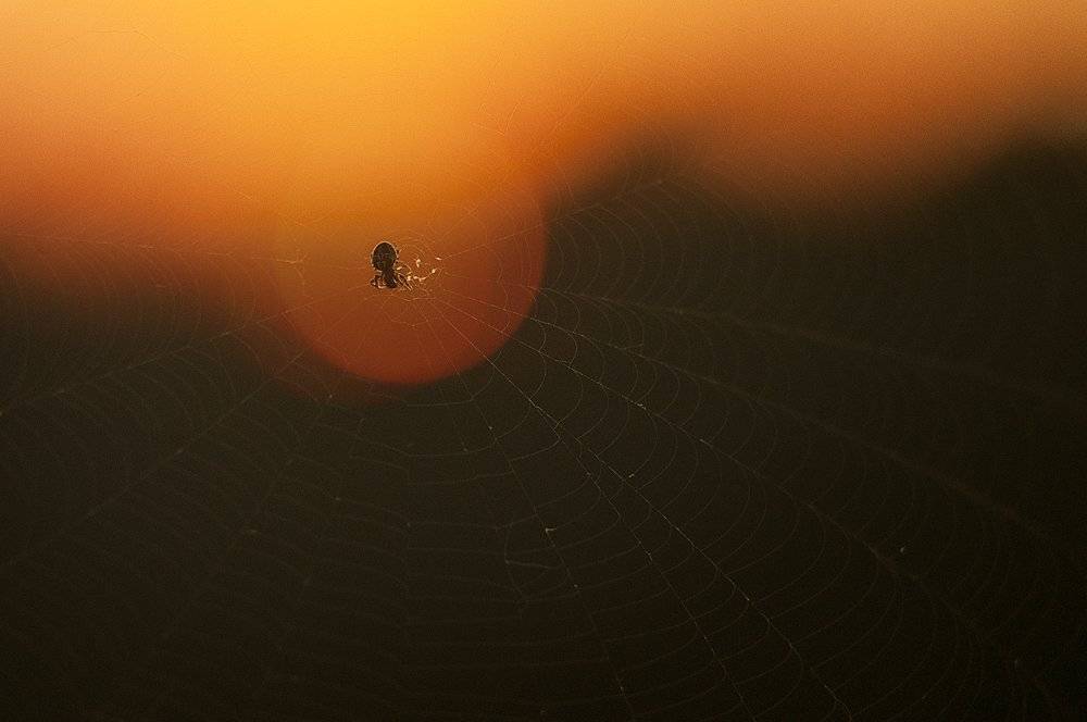 , Тимофеевский Валерий