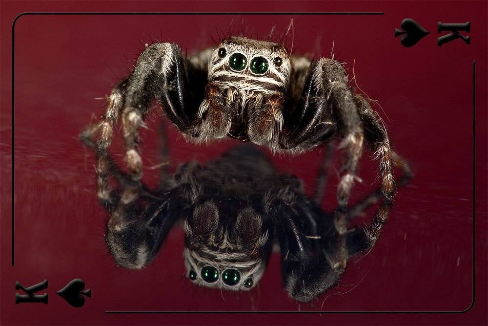 скакун, Linas T