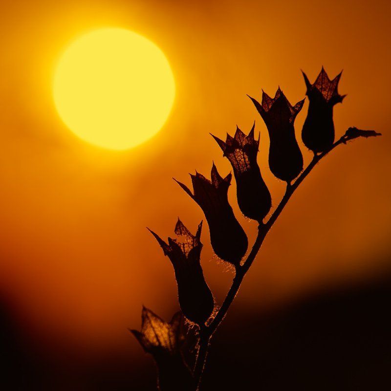 Мелодия заката... фото превью