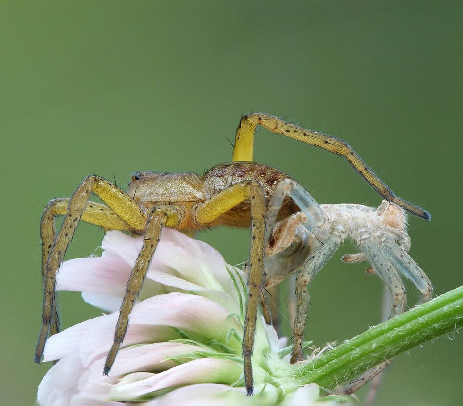 , Сергей Таланов