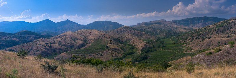 крым, виноградники Виноградники в полдень фото превью