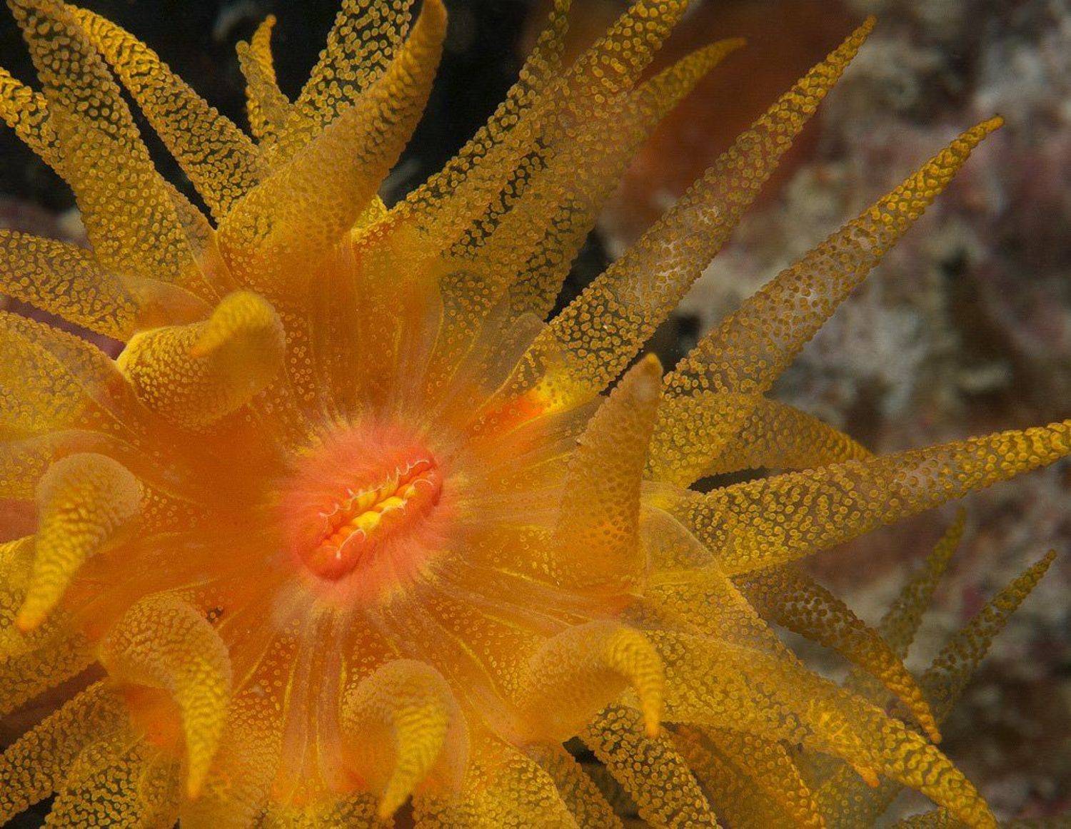 красное море, tubastraea sp., Андрей Макеев
