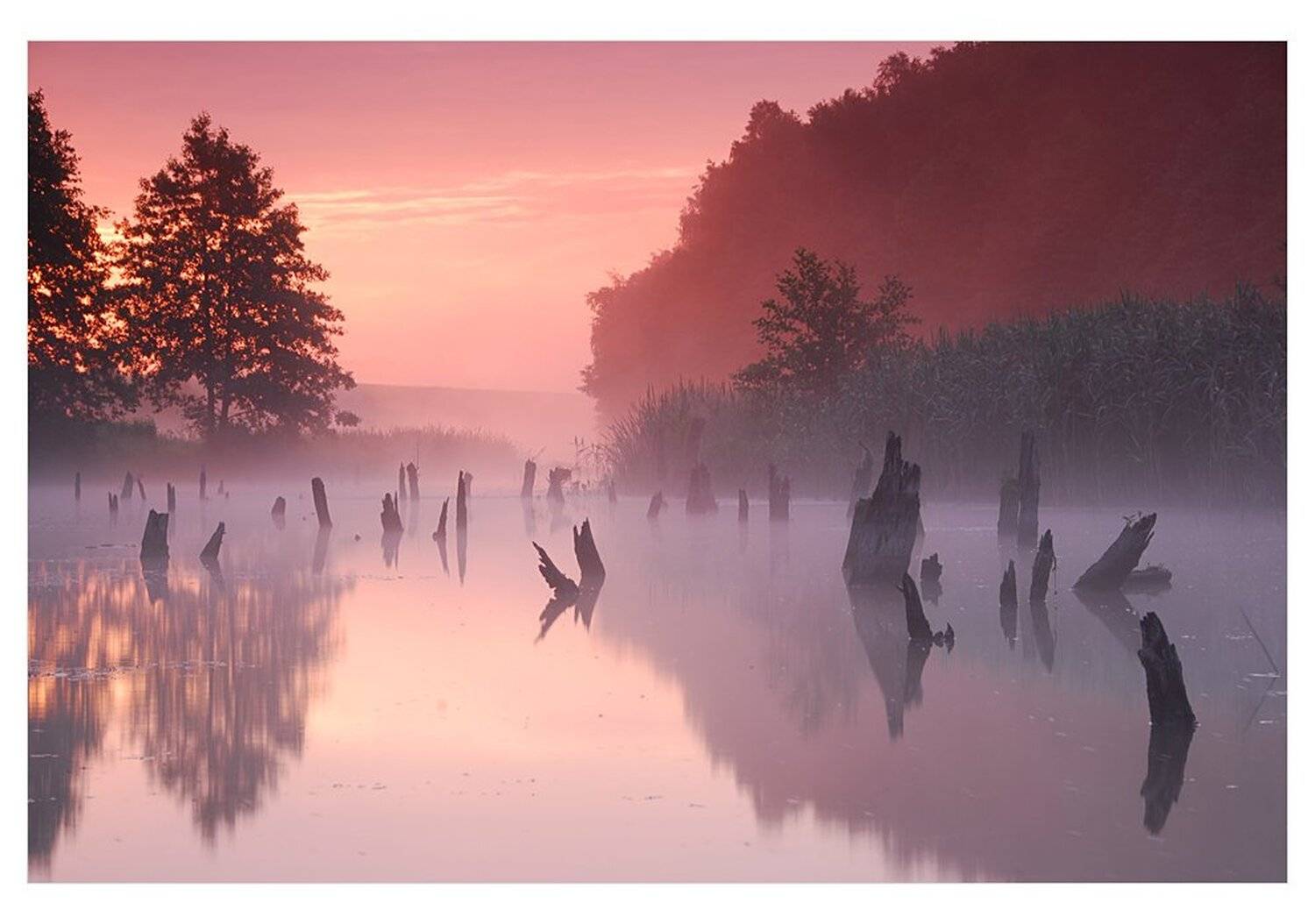 рассвет стволы река, Попов Николай