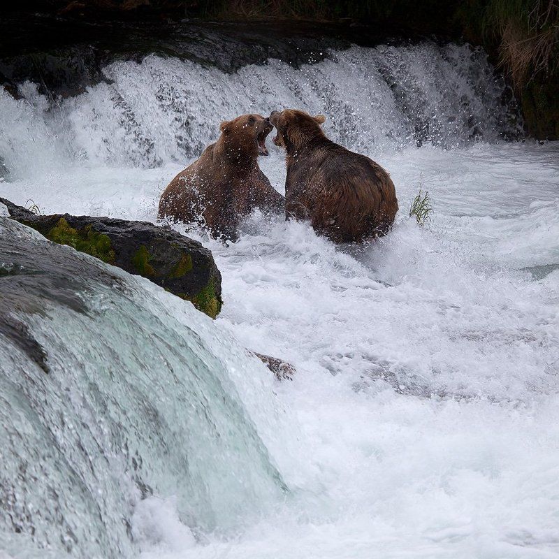 У КОГО ПАСТЬ ШИРЕ... фото превью