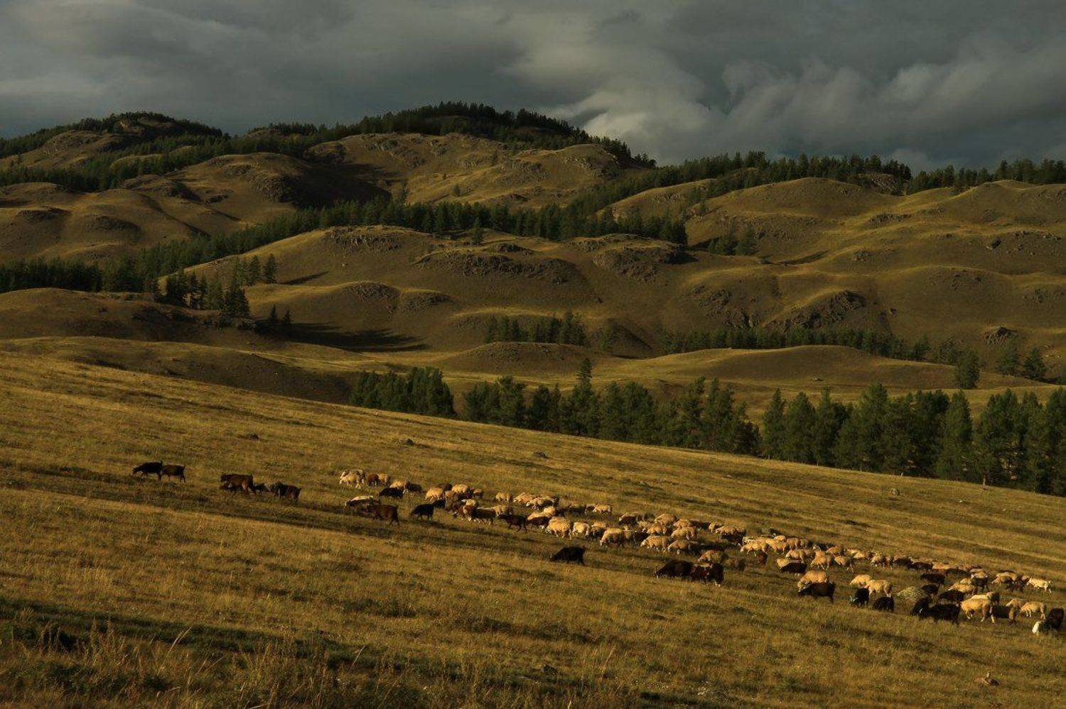 алтай, улаганское нагорье, Галина Хвостенко