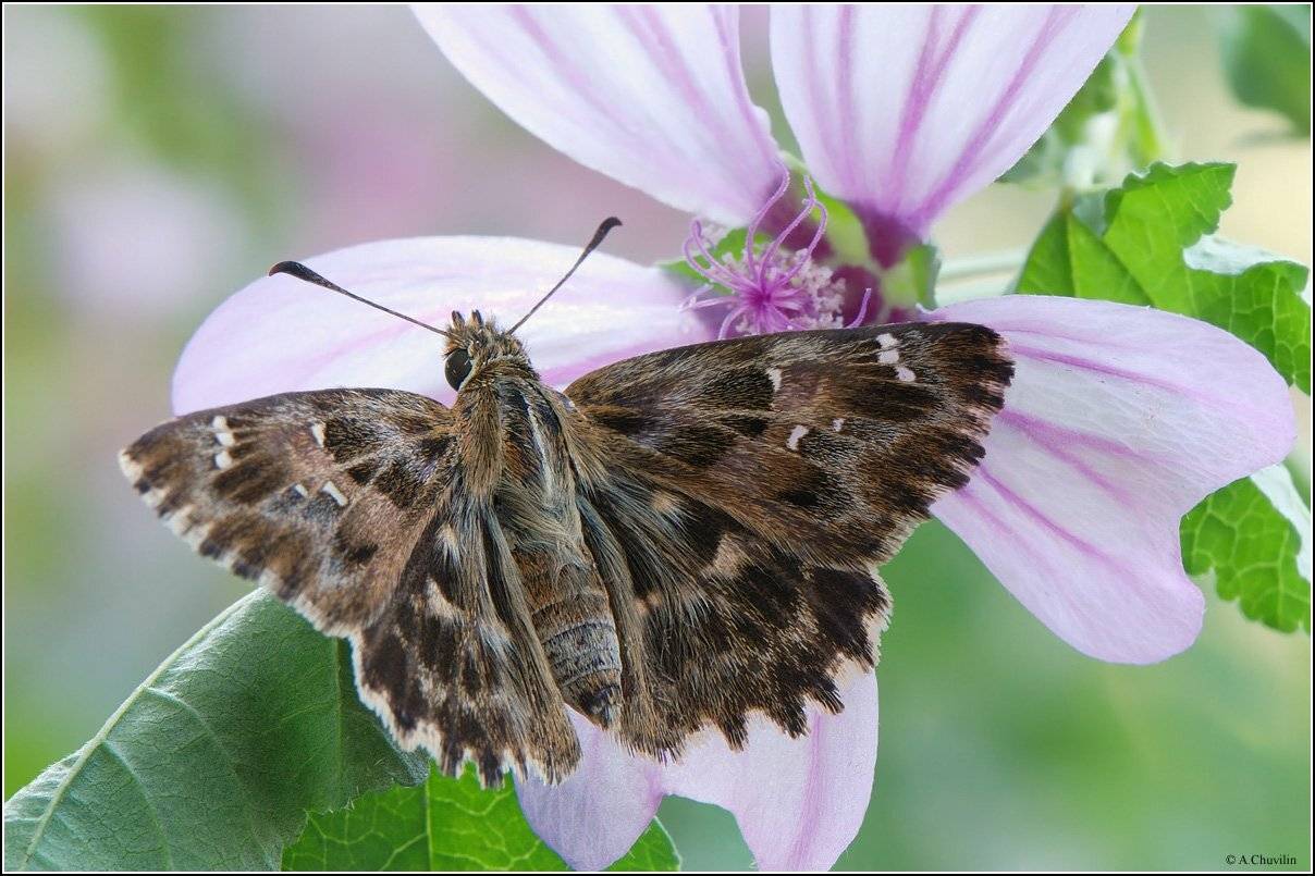 толстоголовка,крым,alceae, Александр Чувилин