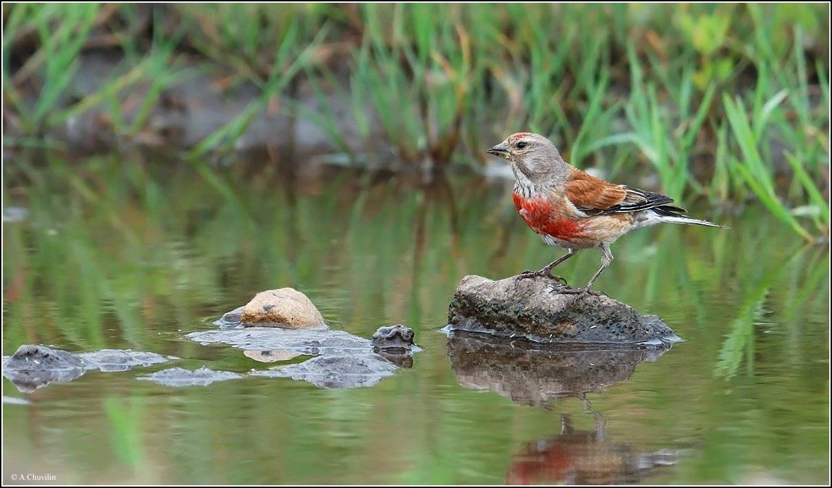 коноплянка,жара,водопой, Александр Чувилин