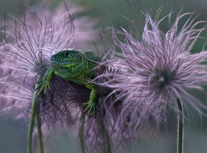 ящерица Угнездился :) фото превью