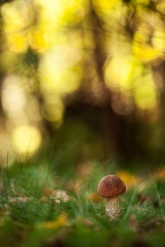 подберезовик подберезовик в солнечный день фото превью
