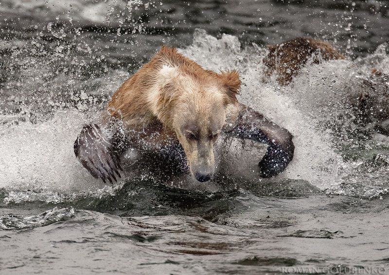 Пролетая над берлогой Гризли 2 / One Flew Over the Grizzly\'s Den 2.  Alaska фото превью