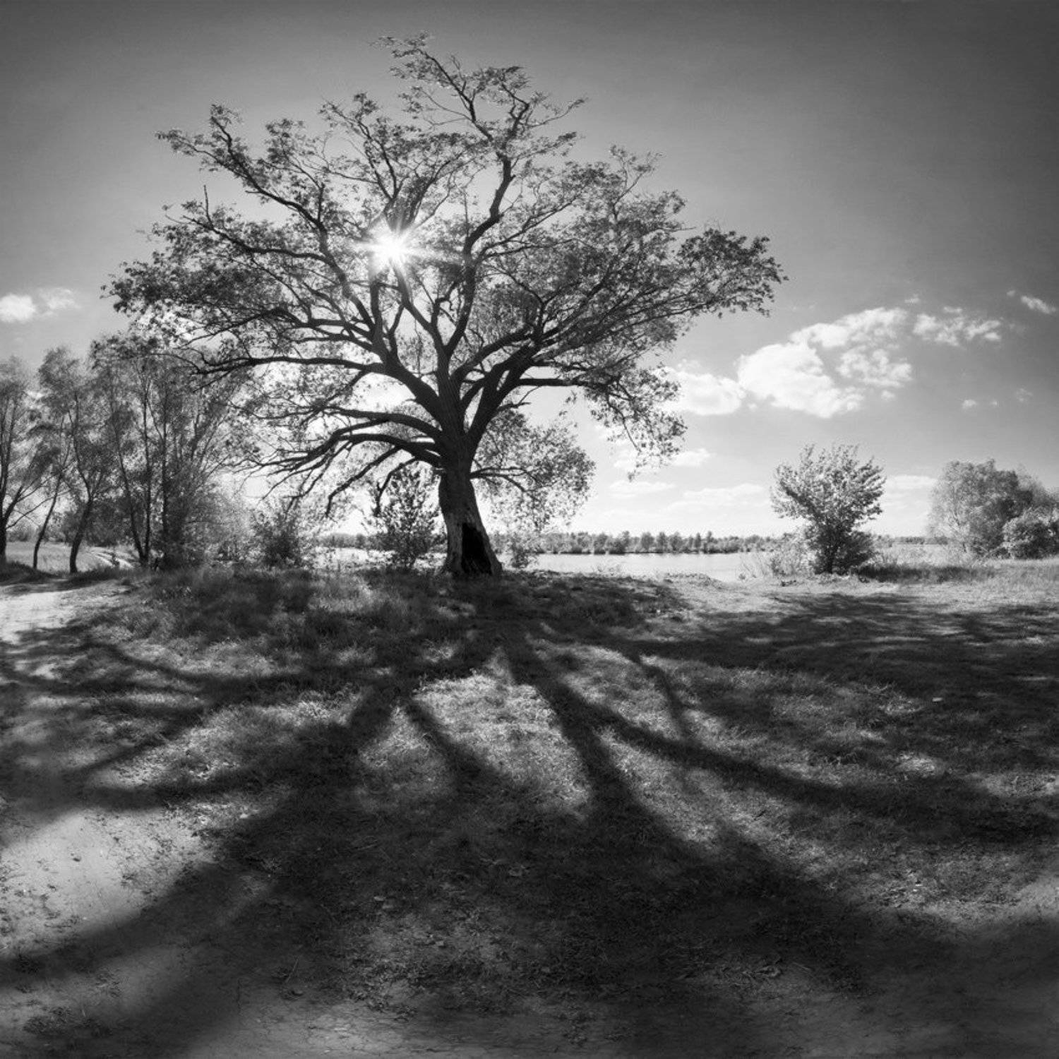 природа, пейзаж, панорама, чб, дерево, тень, тени, Piligrim