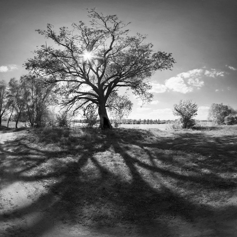 природа, пейзаж, панорама, чб, дерево, тень, тени тенистое дерево фото превью