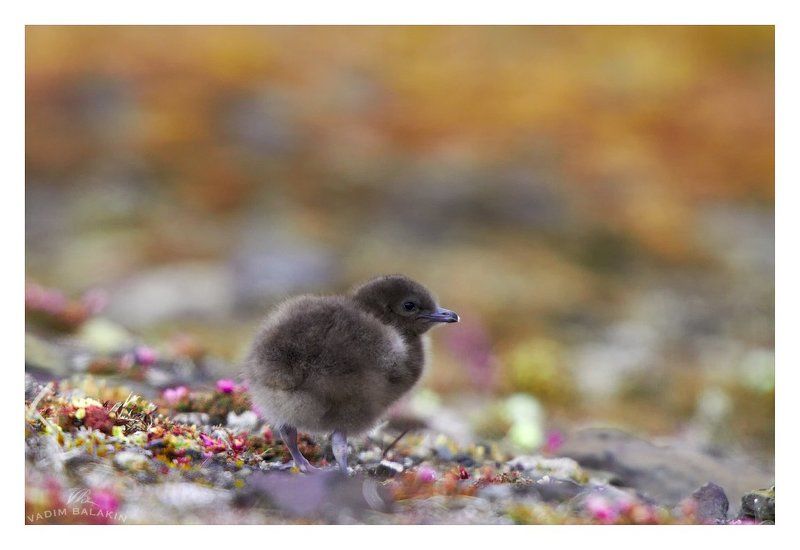 птенец поморника, остров чампа, земля франца-иосифа, арктика В новый, большой и яркий мир... фото превью