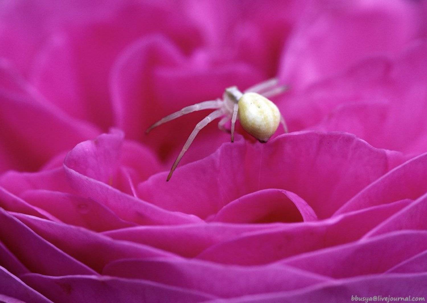 , Юлия Болдинова