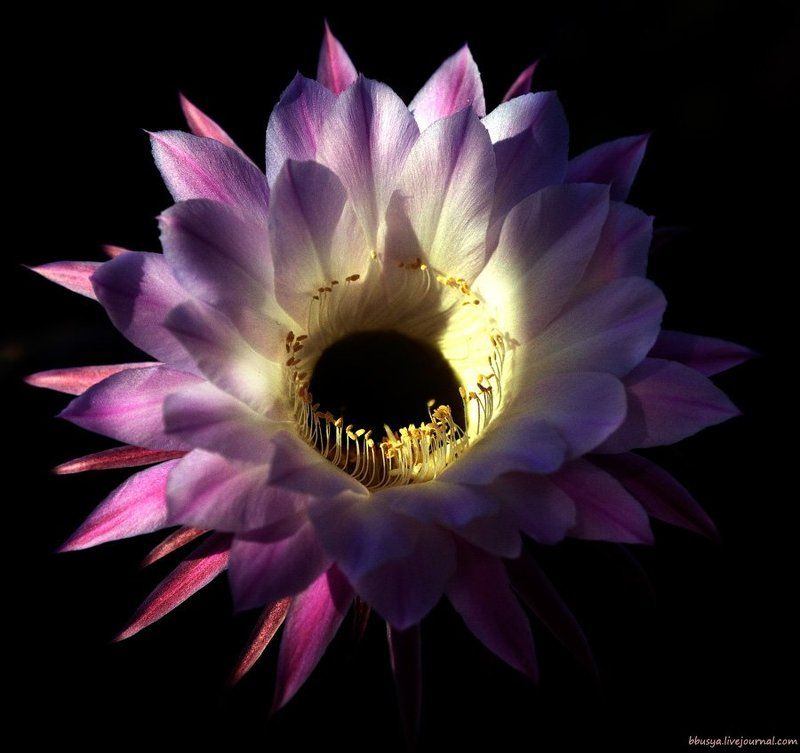 Джорджана фото превью