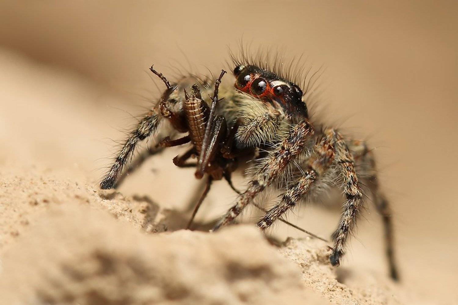 , Сергей Салюков