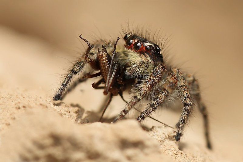 Смертельный поцелуй... или прерванный прыжок фото превью