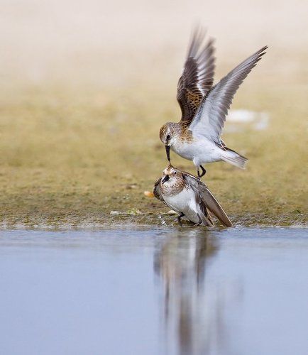 куликова битва