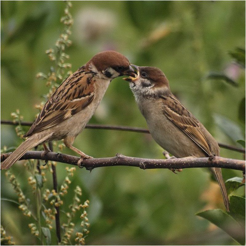 *** фото превью