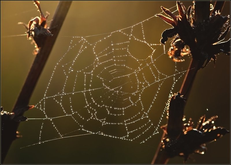 Созвездие паука. фото превью