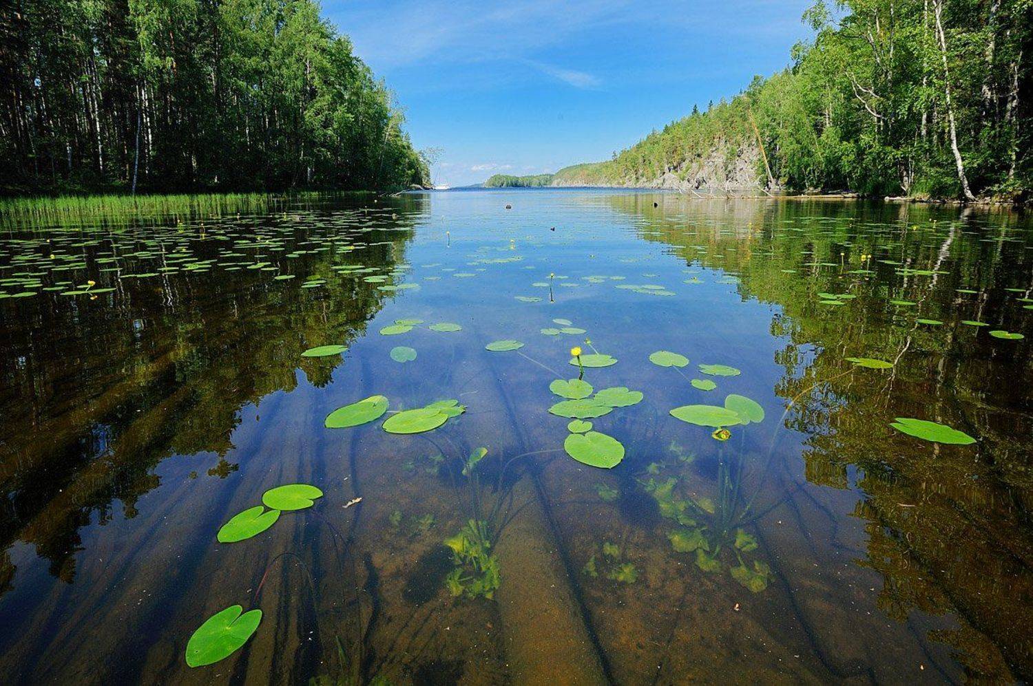 онежское озеро, остров миж, кувшинки, Сергей Седов