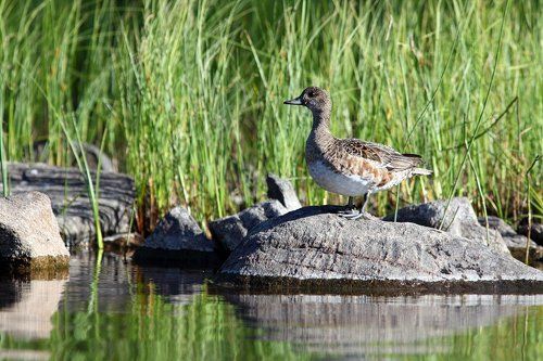 Свиязь (не путать с Кряквой)