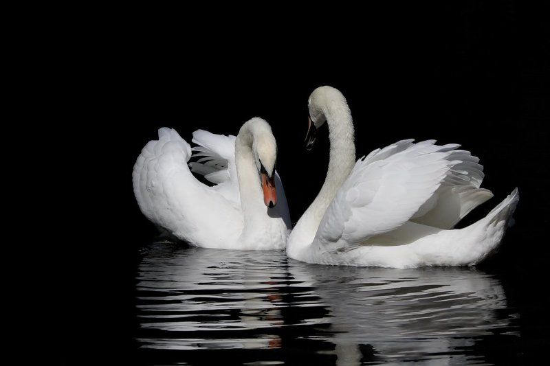 Тихая беседа. фото превью