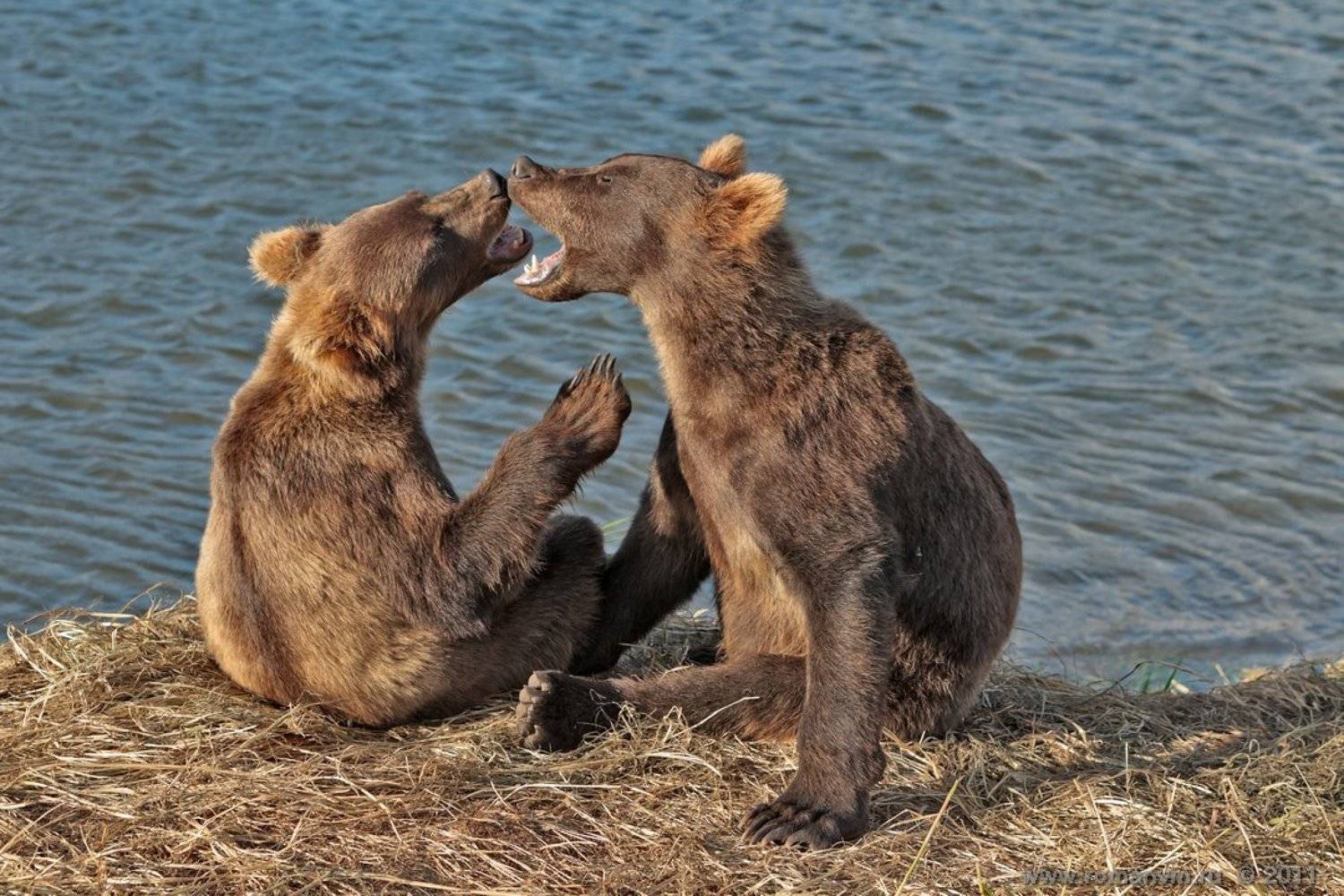 камчатка, медведь, озеро курильское, Роман Мурушкин