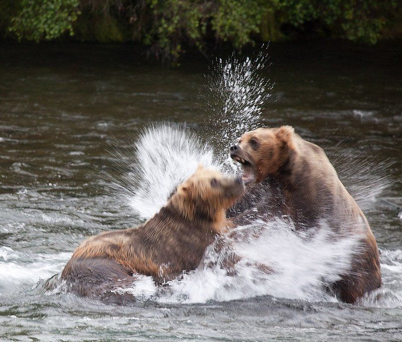 КТО ЗДЕСЬ ХОЗЯИН?  ЭТО ЯСНО! фото превью