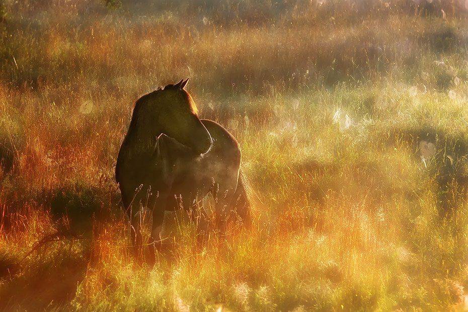 , Rimantas Bikulcius