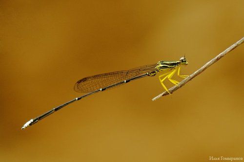 В желтых штанах