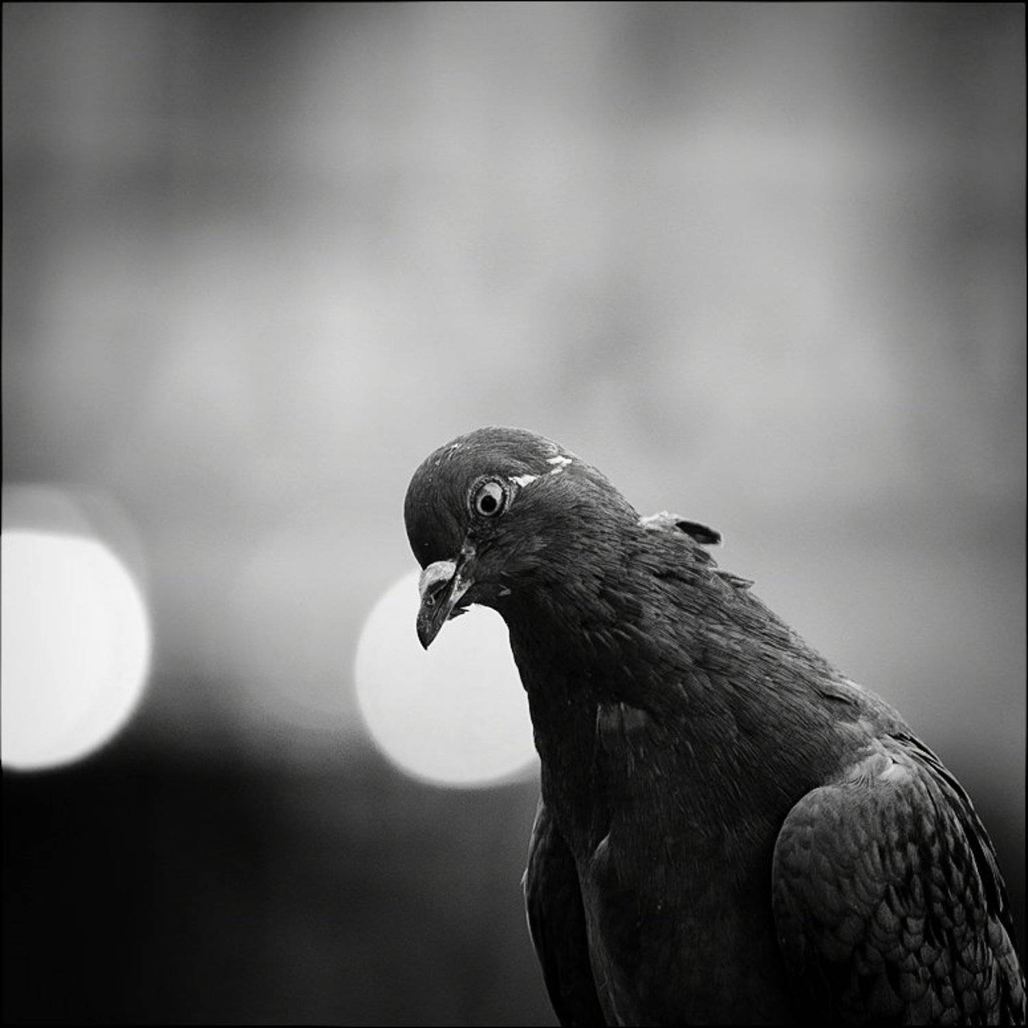 , Лариса Гурьева