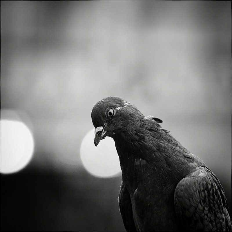 Look фото превью