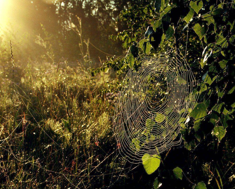 , Николай Морский