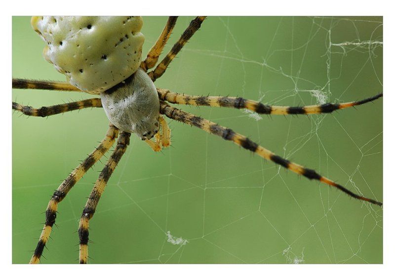 аргиопа, лобата, (argiope, lobata) Argiope lobata фото превью