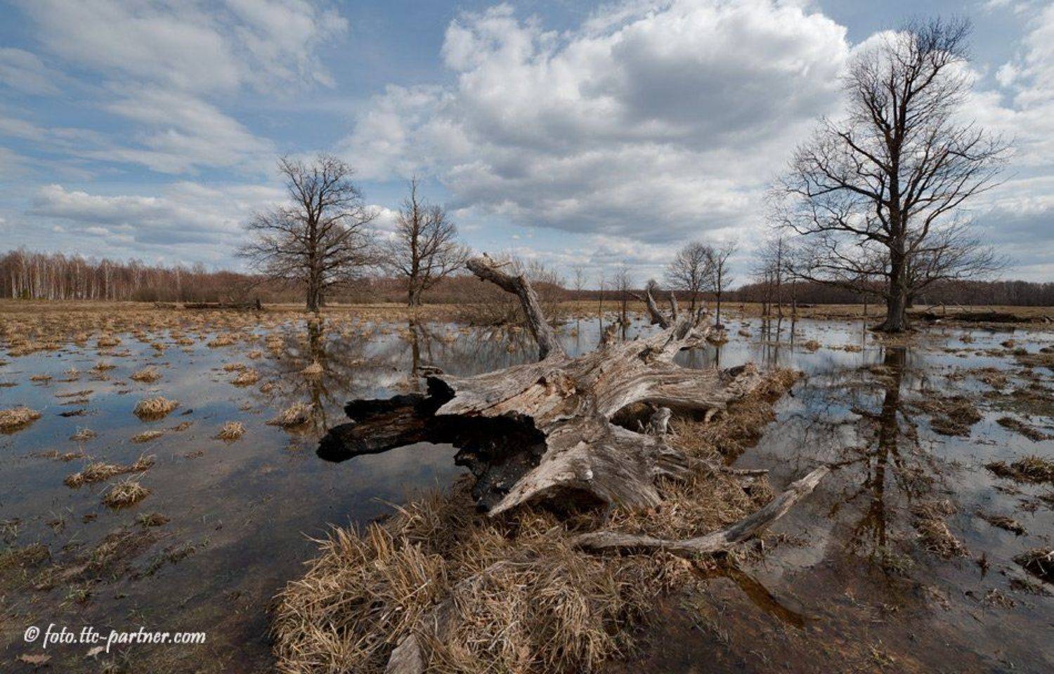 весна, разлив, дубы, коряга, облака, Андрей Алексеев