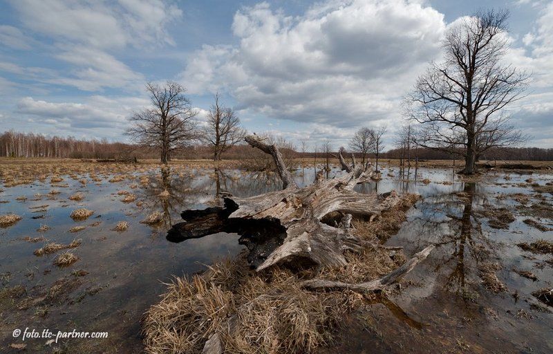 весна, разлив, дубы, коряга, облака Серия \