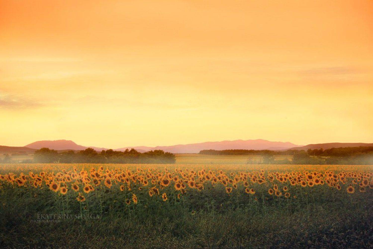 , Шульга Екатерина