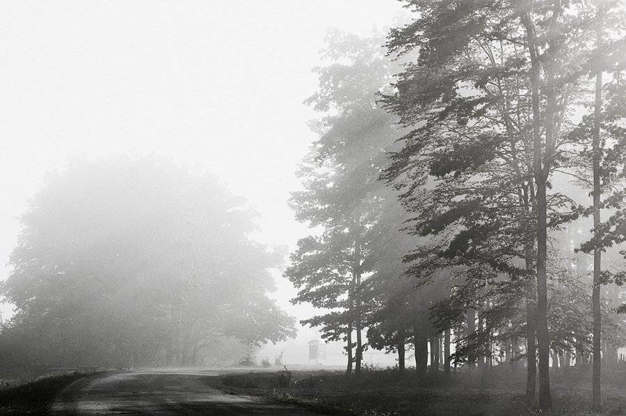 туман, остановка, лес, Светлана Щемелева