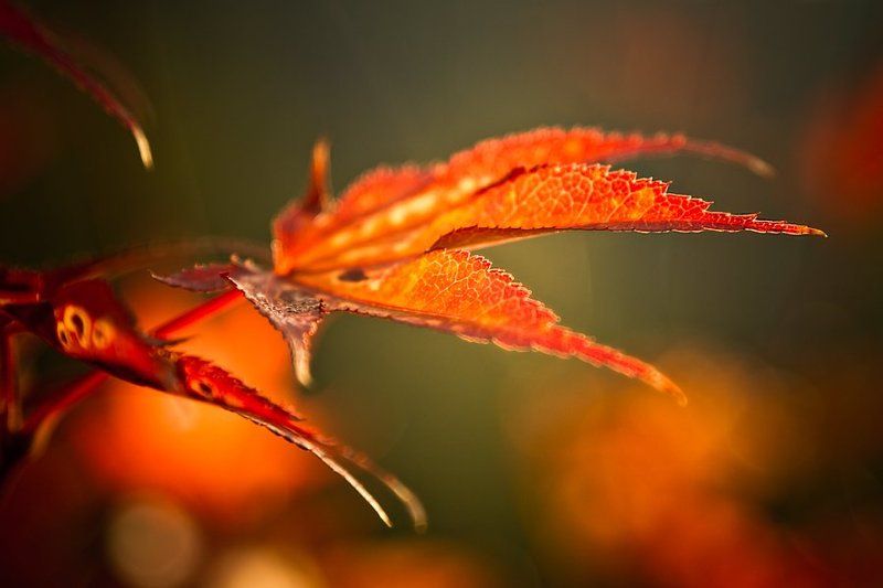 Explosion of colors фото превью
