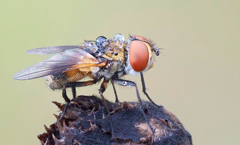 водовоз фото превью