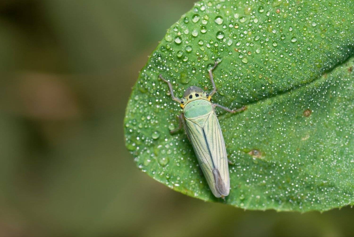 , Александр Кириченко